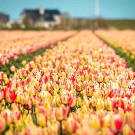 Safari Lodge, Glamping Aan Zee! *